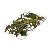 オードボンカロライナオウムイラストレーション マグネット (左側)