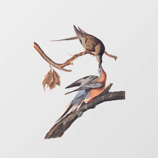 オードボンキスをする鳩 ウィンドウサイン (シート)