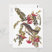 オードボングレーキングバードオンハミングバードツリー ポストカード (正面/裏面)