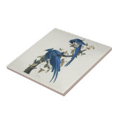 オードボンコロンビアジェイ黒スロートマグパイジェイ タイル (側面)