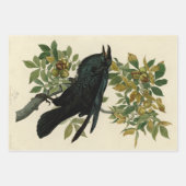 オードボンコロンビアジェイ黒スロートマグパイジェイ ラッピングペーパーシート (正面3)