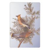 オードボンシダーワクウィングバードオンエバーグリーンジュニパー ミニクリップボード (裏面)