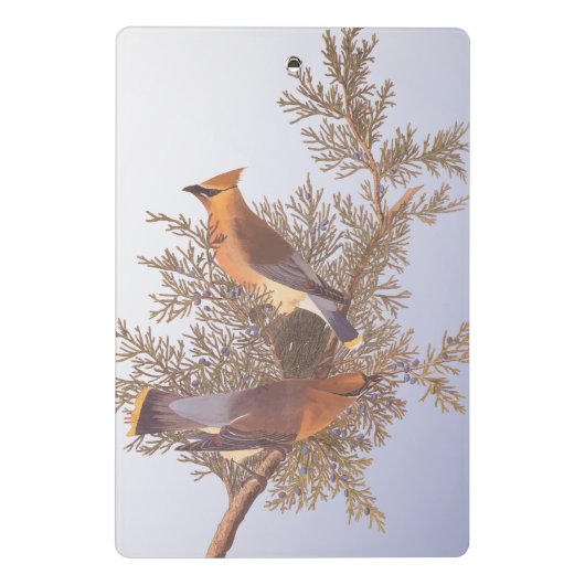 オードボンシダーワクウィングバードオンエバーグリーンジュニパー ミニクリップボード (裏面)