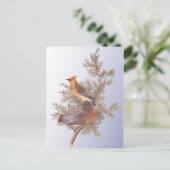 オードボンシダーワクウィングバード ポストカード (スタンド正面)