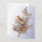 オードボンシダーワクウィングバード ポストカード (正面/裏面)