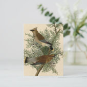 オードボンシダーワクウィングバード ポストカード (スタンド正面)