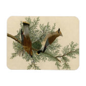 オードボンシダーワクウィングバード マグネット (横)