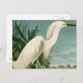 オードボンスノーイヘロンホワイトエグレットバード野鳥観察 ポストカード (正面/裏面)