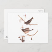 オードボンスノーバード ポストカード (正面/裏面)