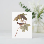 オードボンスワンプスパローバードオンワイルドマンドレーク ポストカード (スタンド正面)