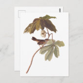 オードボンスワンプスパローバードオンワイルドマンドレーク ポストカード (正面/裏面)