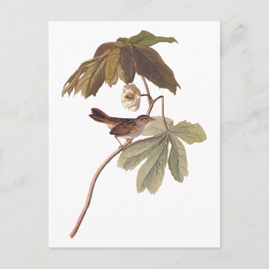 オードボンスワンプスパローバードオンワイルドマンドレーク ポストカード (正面)
