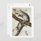 オードボンズオポッサム ポストカード (正面/裏面)