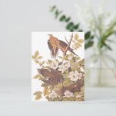 オードボンズカロライナ亀の鳩 ポストカード (スタンド正面)