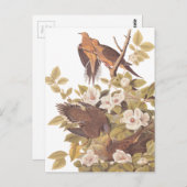 オードボンズカロライナ亀の鳩 ポストカード (正面/裏面)