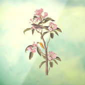 オードボンズキュービエのキングレット鳥オンピンクカリコ ウィンドウサイン (シート3)