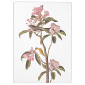 オードボンズキュービエのキングレット鳥オンピンクカリコ クリップボード (裏面)