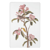 オードボンズキュービエのキングレット鳥オンピンクカリコ ミニクリップボード (裏面)