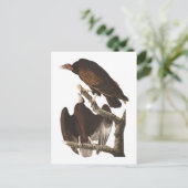 オードボンズターキーヴルチャー ポストカード (スタンド正面)