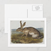 オードボンズテキシアンヘア ポストカード (正面/裏面)