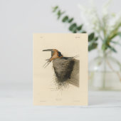 オードボンズバーズオブアメリカのバーンツバメ ポストカード (スタンド正面)