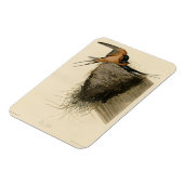 オードボンズバーズオブアメリカのバーンツバメ マグネット (左側)