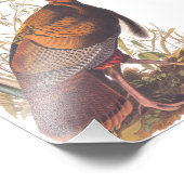 オードボンズバーズオブアメリカ野生のトルコ秋の鳥 フォトプリント            (角)