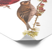 オードボンズパープルフィンチレッドバードヴィンテージアート ポスター (角)