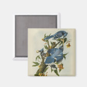 オードボンズブルージェイズ マグネット (正面/裏面)