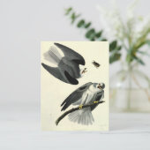 オードボンズホワイトテール・カイト ポストカード (スタンド正面)