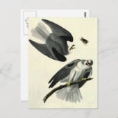 オードボンズホワイトテール・カイト ポストカード (正面/裏面)