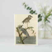 オードボンズヴィンテージ黄冠の夜のヘロン絵を描 ポストカード (スタンド正面)