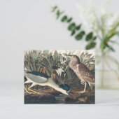 オードボンズ・ナイト・ヘロンまたはクアバード ポストカード (スタンド正面)