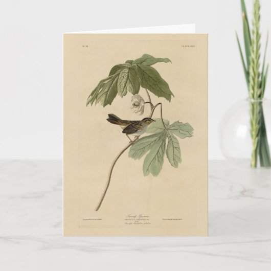 オードボンズ・バーズ・オブ・アメリカのスズメ カード (正面)