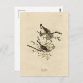 オードボンズ・バーズ・オブ・アメリカのソングスパロー ポストカード (正面/裏面)