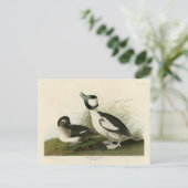 オードボンズ・バーズ・オブ・アメリカのバフェル頭のアヒル ポストカード (スタンド正面)