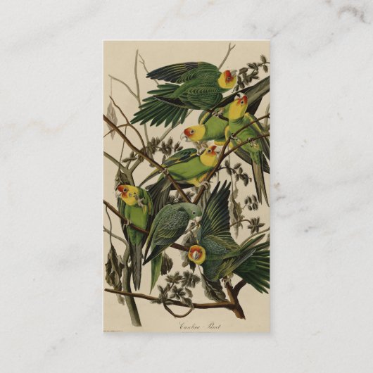 オードボンズ・バード・オブ・アメリカのカロライナ・オウム 名刺 (裏面)