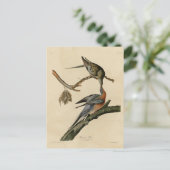 オードボンズ・バード・オブ・アメリカのリョコウバト ポストカード (スタンド正面)