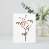 オードボンチルドレン・ウォーブラーズ・ソングバード ポストカード (スタンド正面)