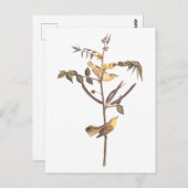 オードボンチルドレン・ウォーブラーズ・ソングバード ポストカード (正面/裏面)