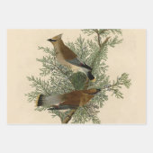 オードボンパイレーテッドウッドペッカ絵画ーの鳥 ラッピングペーパーシート (正面2)