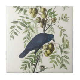 オードボンブラッククロウアメリカンバードイラストレーション タイル