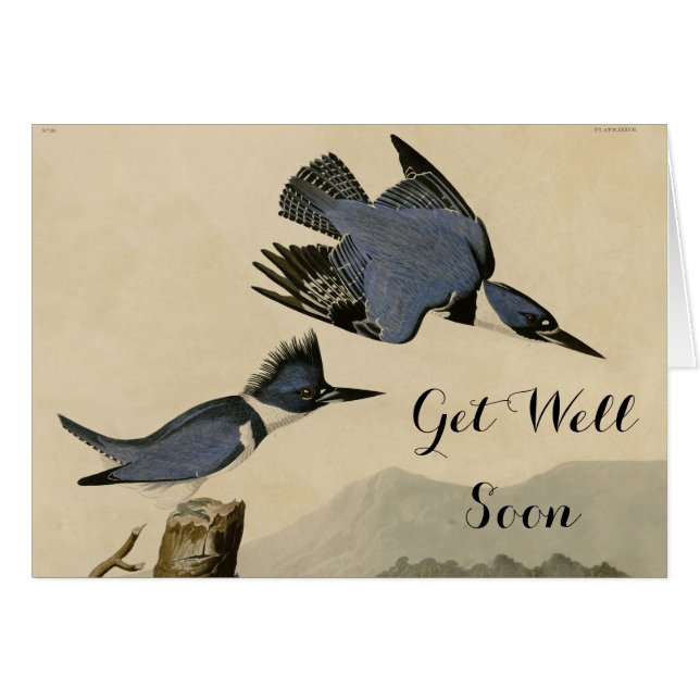 オードボンベルテッドキングフィッシャー野生鳥 (正面横)