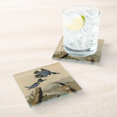 オードボンベルテッドキングフィッシャー野生鳥 ガラスコースター (アングル)