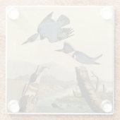 オードボンベルテッドキングフィッシャー野生鳥 ガラスコースター (裏面)