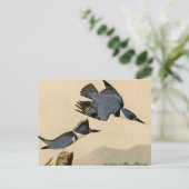 オードボンベルテッドキングフィッシャー野生鳥 ポストカード (スタンド正面)