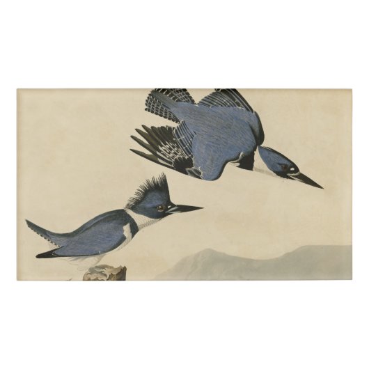 オードボンベルテッドキングフィッシャー野生鳥 名札 (正面)
