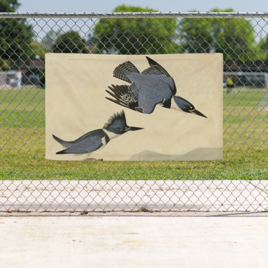 オードボンベルテッドキングフィッシャー野生鳥 横断幕 (インサイチュ)