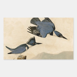 オードボンベルテッドキングフィッシャー野生鳥 長方形シール