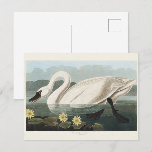 オードボンホワイトスワン水鳥絵を描ズ ポストカード (正面/裏面)